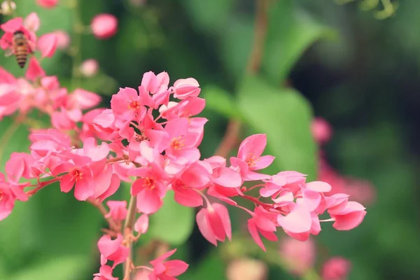 自然の中でピンクの花 — ストック写真
