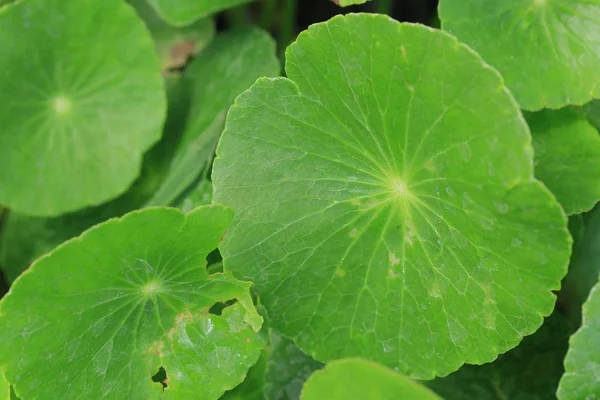 Hojas verdes en la naturaleza —  Fotos de Stock