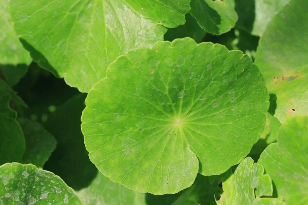 Hojas verdes en la naturaleza — Foto de Stock