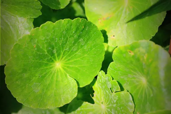 Grüne Blätter in der Natur — Stockfoto
