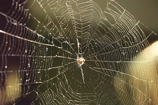 Pozadí spider web vintage — Stock fotografie