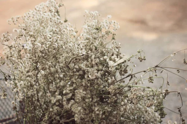 Vackra torkade blommor vintage — Stockfoto