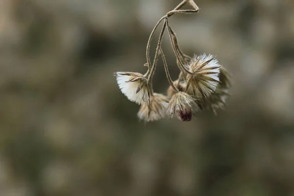아름 다운 말린된 꽃 빈티지 — 스톡 사진