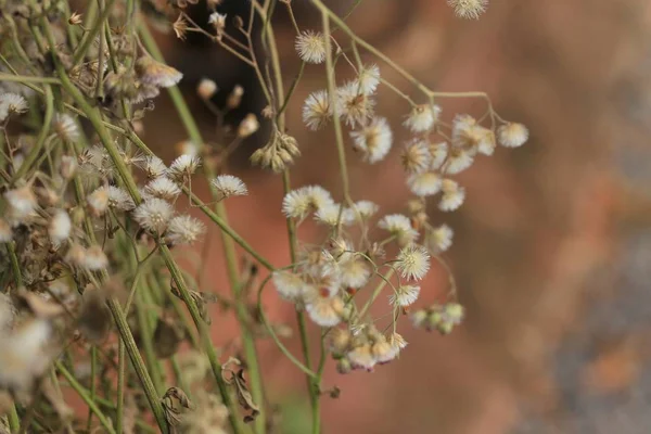 Prachtige gedroogde bloemen vintage — Stockfoto