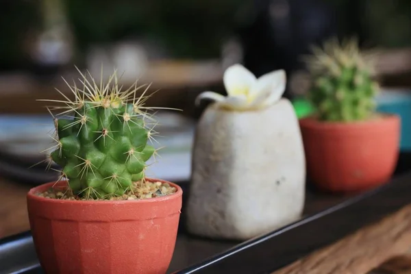Cactus dans un pot — Photo