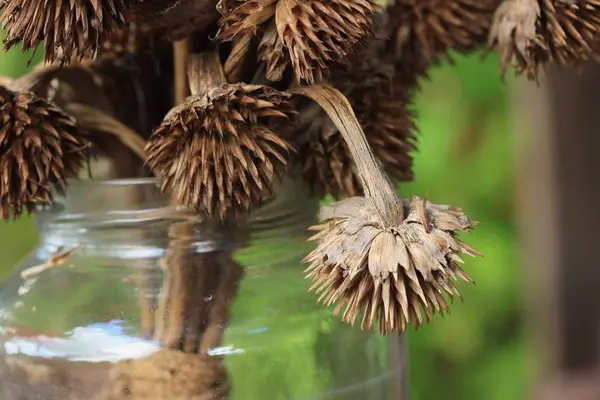 Bellissimi fiori secchi vintage — Foto Stock