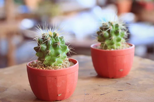 Cactus dans un pot — Photo