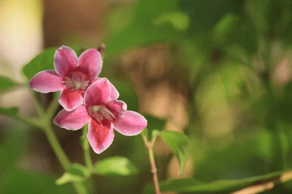 Fleur rose dans la nature — Photo