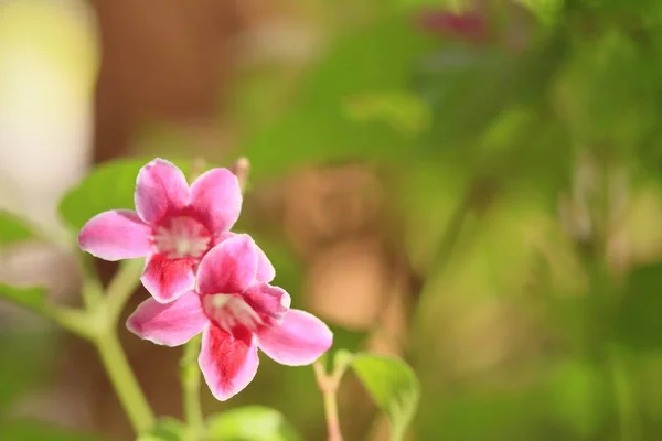粉红色的花，在自然中 — 图库照片