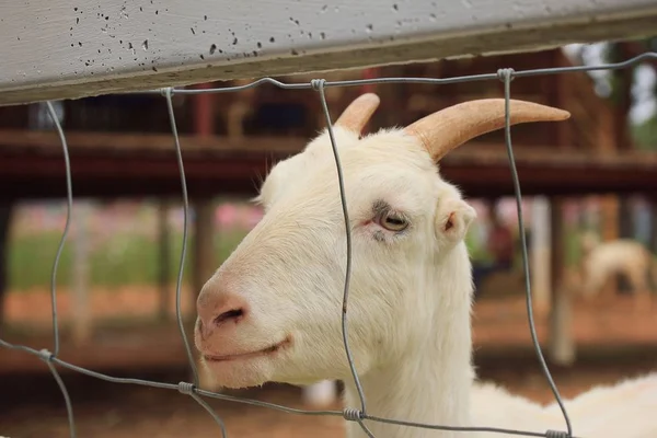 White goat in nature — Stock Photo, Image