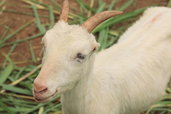 Doğada beyaz keçi — Stok fotoğraf