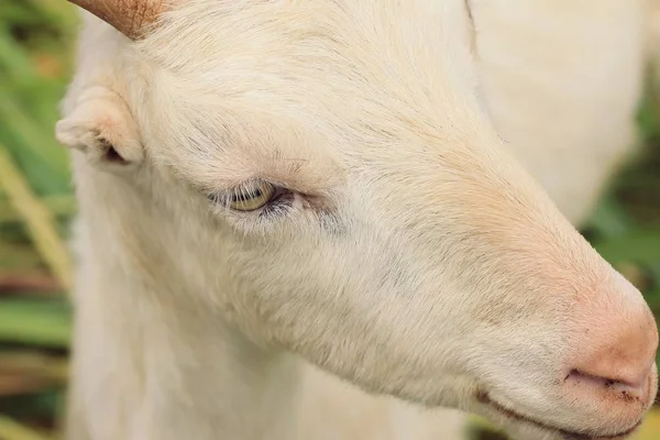 White goat in nature — Stock Photo, Image