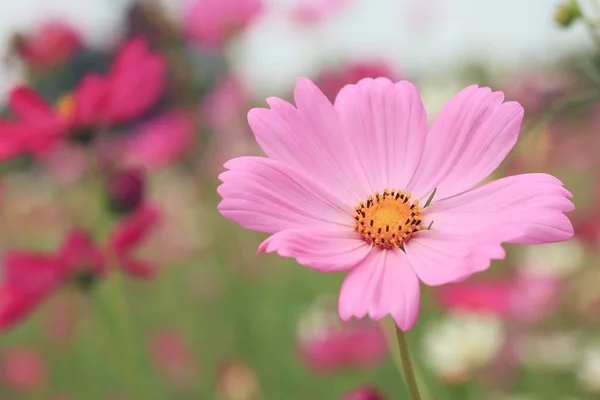 Kosmos blommor i naturen — Stockfoto