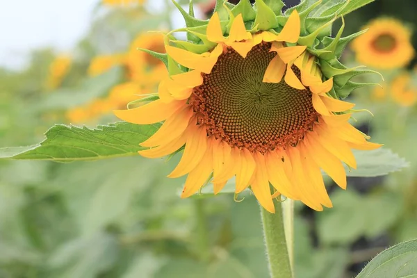 Beautiful sunflower in nature — Stock Photo, Image