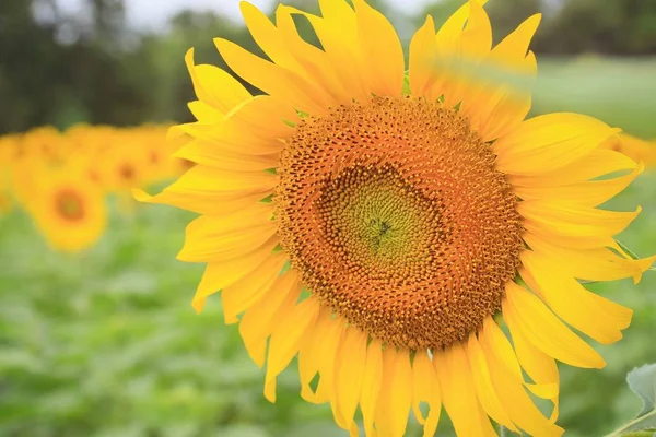 Słonecznik piękna w przyrodzie — Zdjęcie stockowe