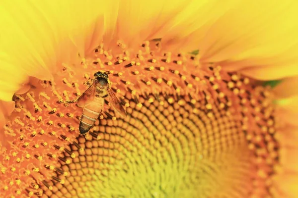 Krásné slunečnice v přírodě — Stock fotografie