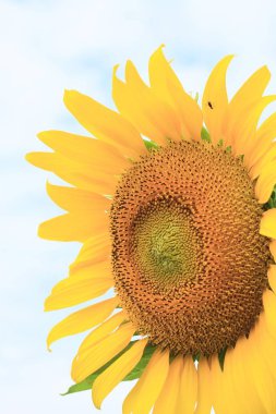 Doğada güzel ayçiçeği