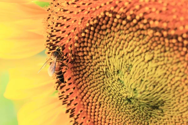 Beautiful sunflower in nature — Stock Photo, Image