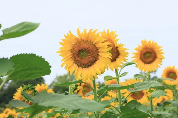 Hermoso girasol en la naturaleza — Foto de Stock