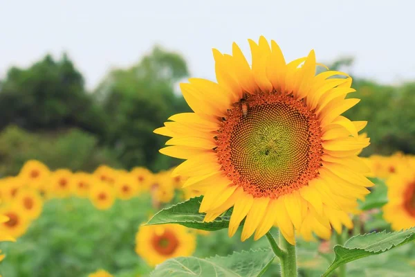Красивий соняшник в природі — стокове фото
