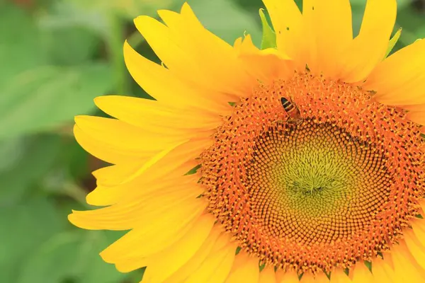 Krásné slunečnice v přírodě — Stock fotografie