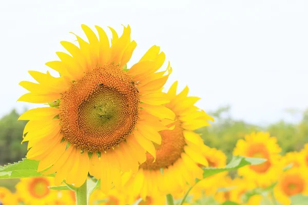 Красивий соняшник в природі — стокове фото