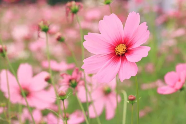 Fleurs de cosmos dans la nature — Photo