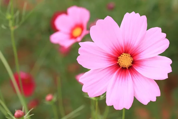 Cosmos flowers in nature — Stock Photo, Image