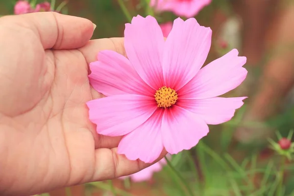 自然の中のコスモスの花 — ストック写真