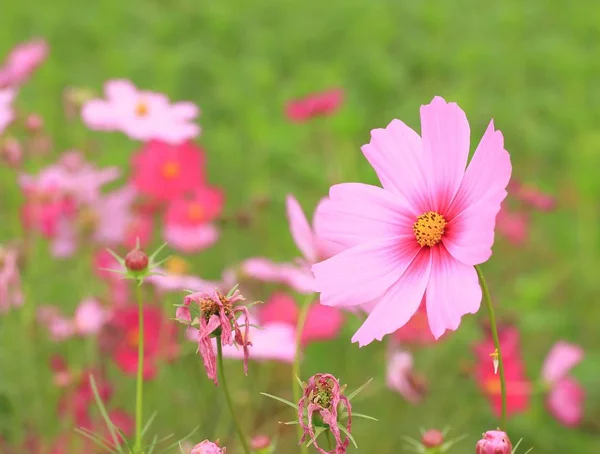 Cosmos flowers in nature — Stock Photo, Image