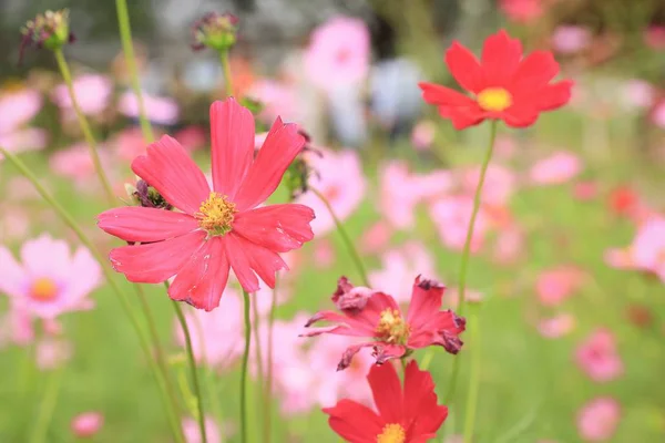 Fleurs de cosmos dans la nature — Photo