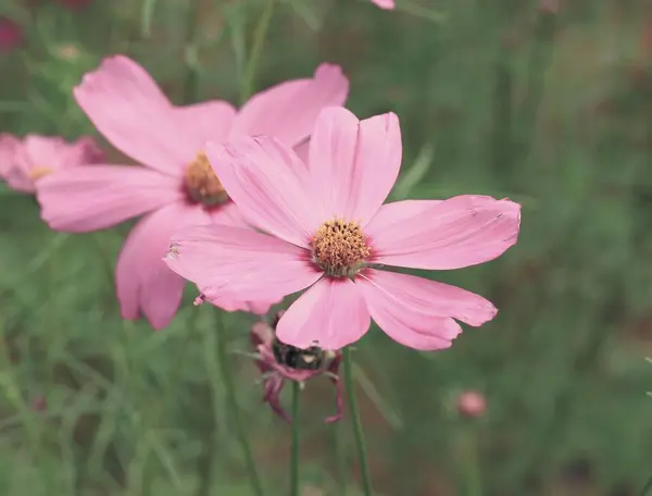 Cosmos flores en la naturaleza —  Fotos de Stock