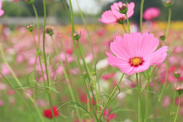 Cosmos flowers in nature — Stock Photo, Image