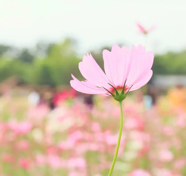 자연에 코스모스 꽃 — 스톡 사진