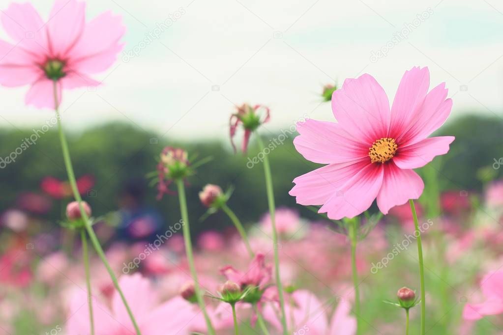 Cosmos flowers in nature