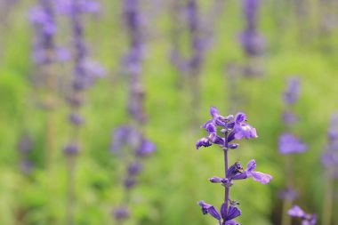 doğada mor ada çayı