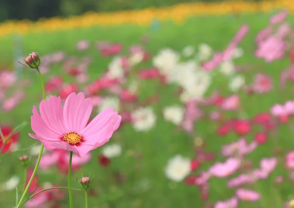 自然の中のコスモスの花 — ストック写真