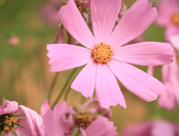 Fiori del cosmo in natura — Foto Stock