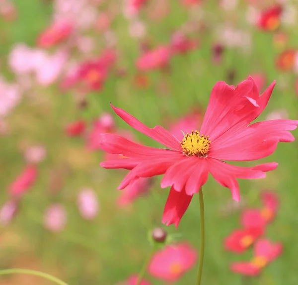 Kosmos blommor i naturen — Stockfoto