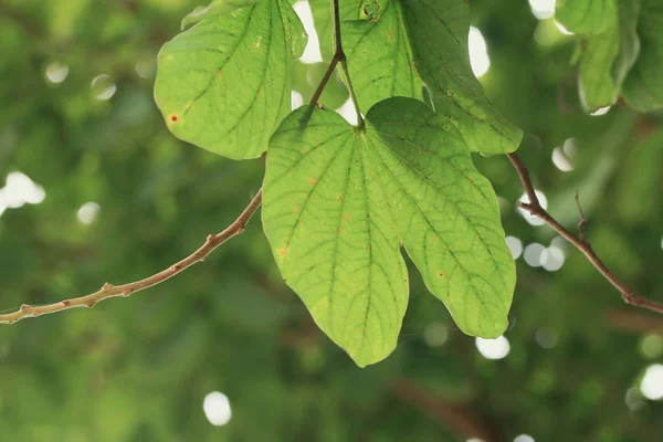 Zielone liście w przyrodzie — Zdjęcie stockowe