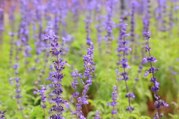 Salvia violette dans la nature — Photo