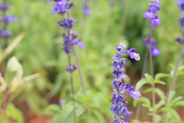 Lila salvia i naturen — Stockfoto