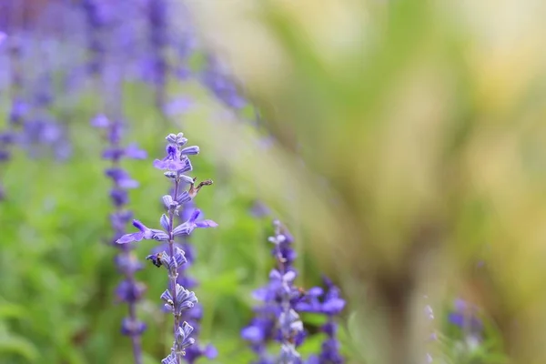 Purple salvia v přírodě — Stock fotografie