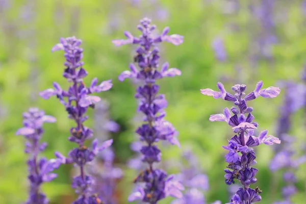Salvia violette dans la nature — Photo