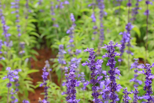 Paarse salvia in de natuur — Stockfoto