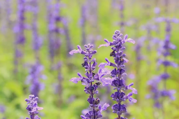 Purple salvia in nature — Stock Photo, Image