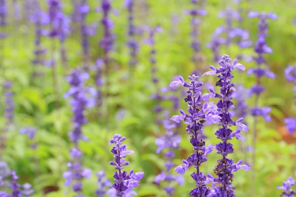 Purple salvia v přírodě — Stock fotografie