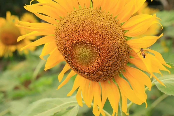Schöne Sonnenblume in der Natur — Stockfoto