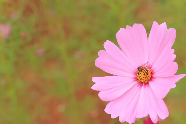 Cosmos flowers in nature — Stock Photo, Image