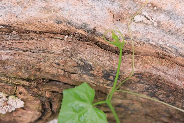 Feuilles de courge sur l'arbre — Photo